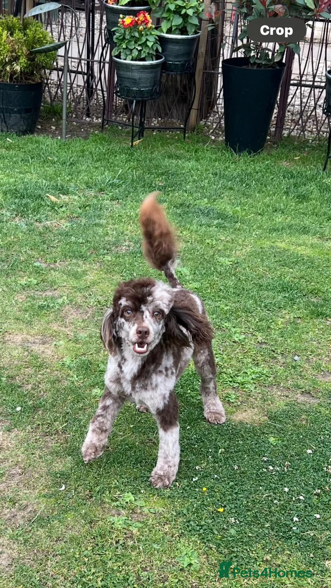 Mixed Breed dogs for sale: Miniature Poodle puppies available  - Advert 35