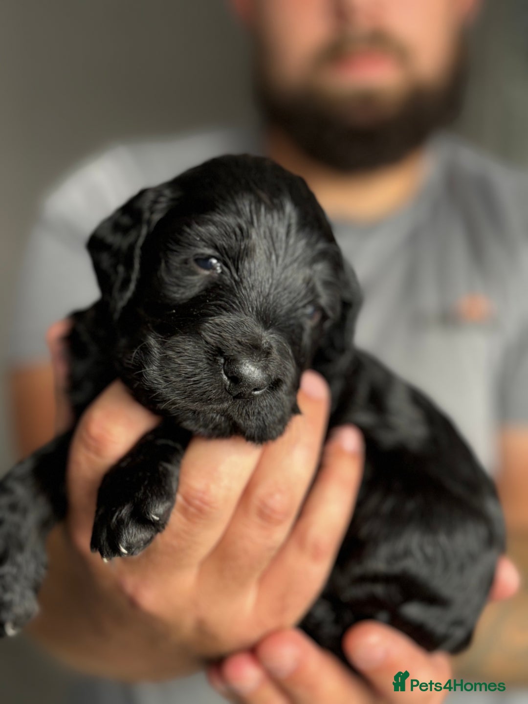 Cockapoo dogs for sale: OUTSTANDING FB1 COCKAPOOS - Image 15
