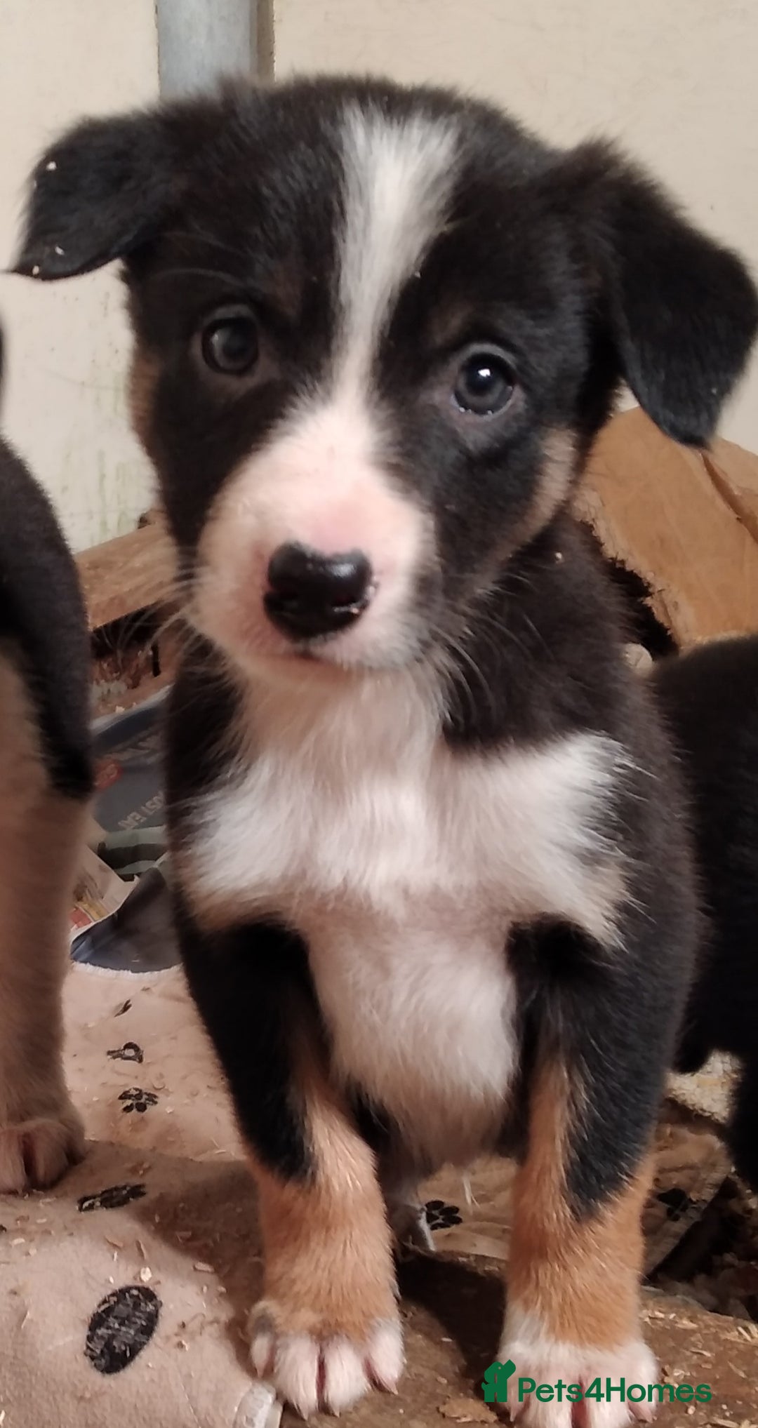 Border Collie dogs for sale: Cheekey Chaps! - Advert 4