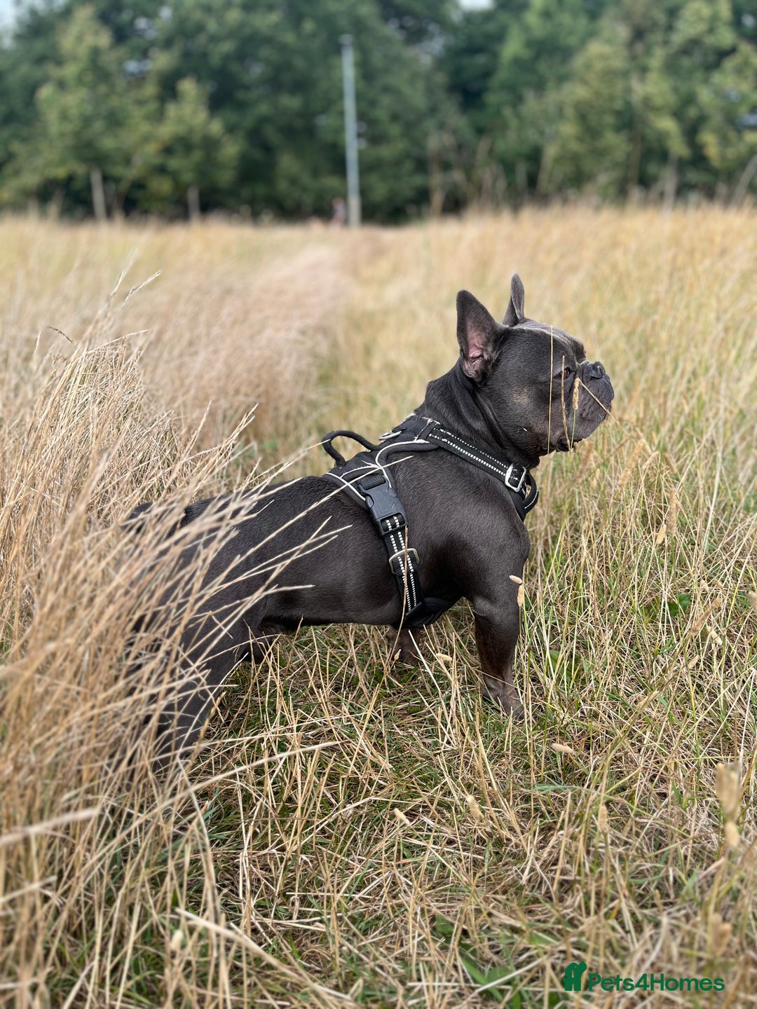 French Bulldog dogs for stud: Stunning French bulldog - Advert 6
