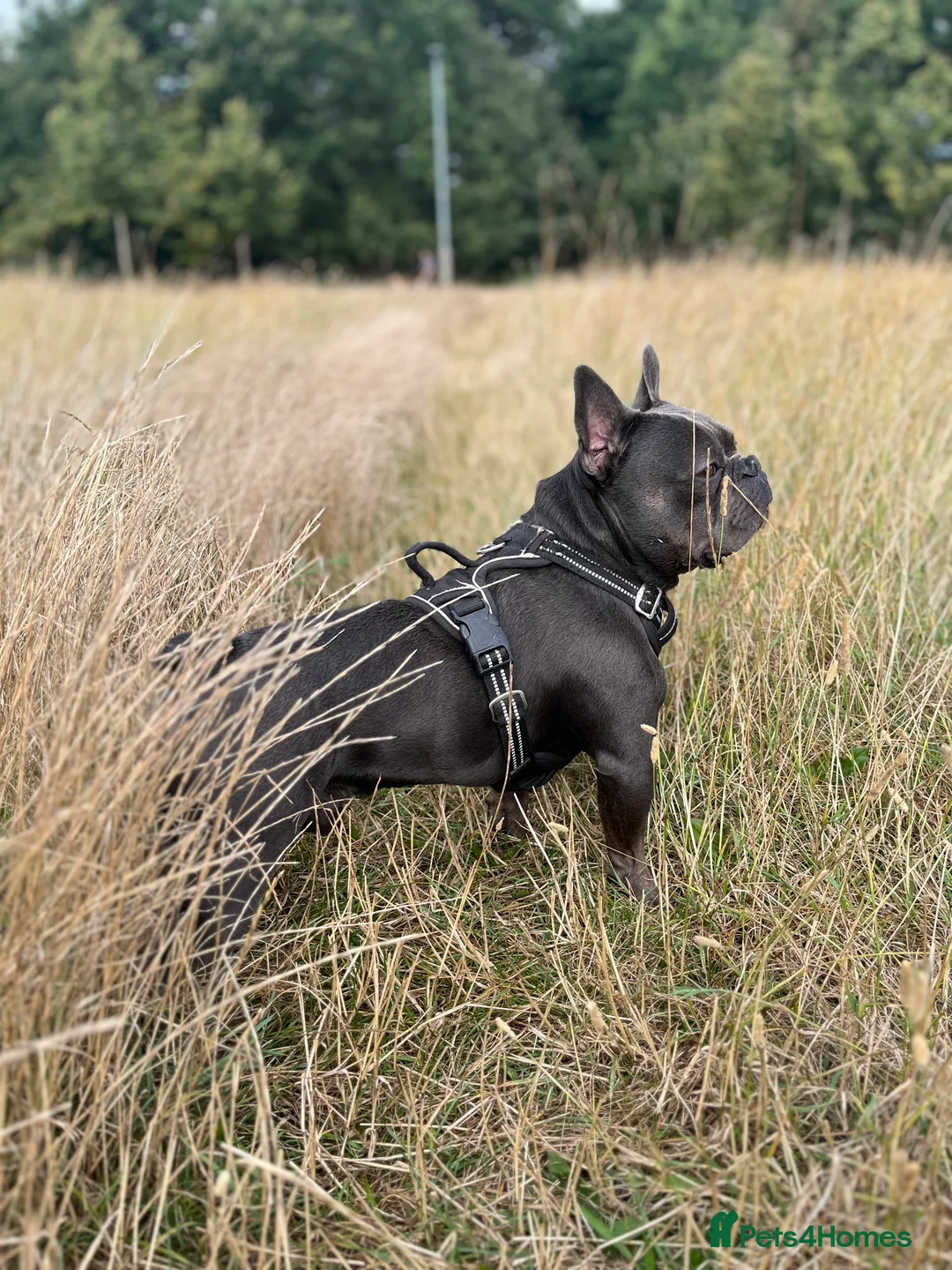 French Bulldog dogs for stud: Stunning French bulldog - Advert 6