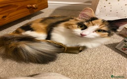 Domestic Shorthair cats for sale: Ragdoll Cross X DSH - Image 23
