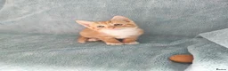 Mixed Breed cats for sale: GINGER BOYS VIDEOS - Advert 7