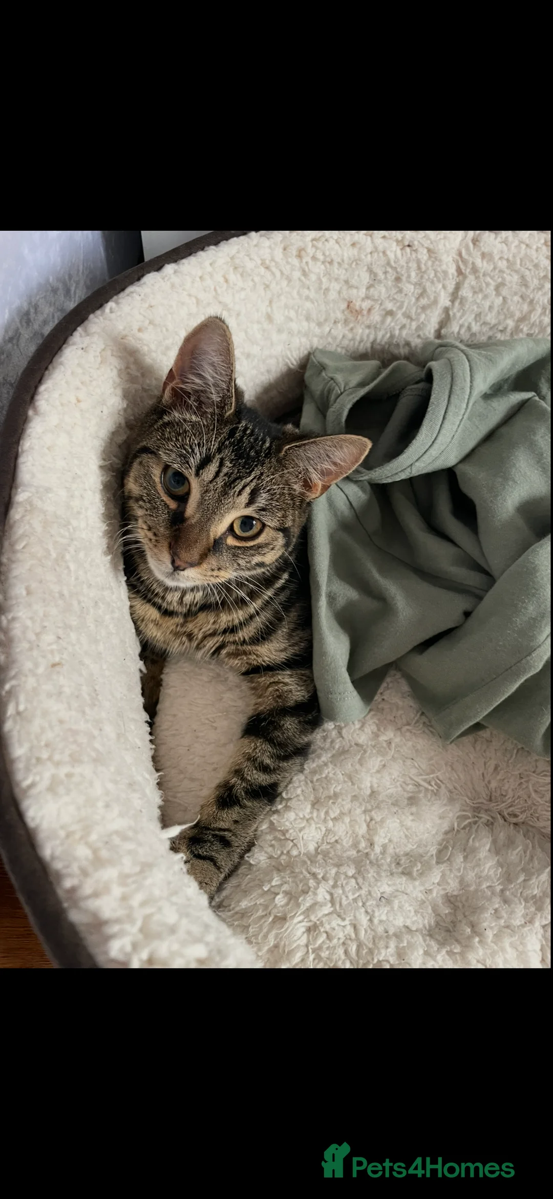 Bengal cats for sale: Cat for sale - Advert 4