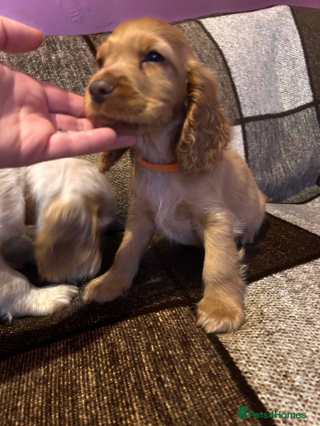 Cocker Spaniel dogs for sale: English Cocker Spaniels  - Advert 12