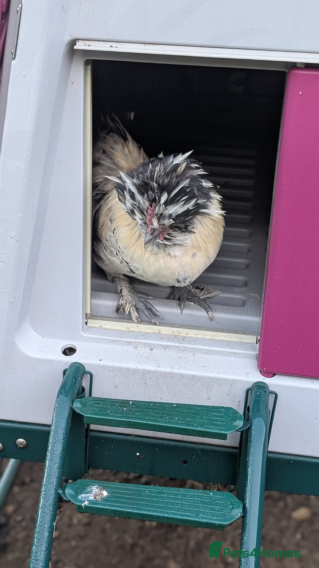 Chickens poultry for sale: Mixed Polish x Silkie Cockerel - Image 3