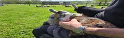 Goats livestock for sale: Disbudded Pygmy goats  - Advert 3