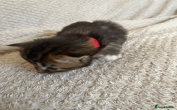 British Shorthair cats for sale: Gorgeous kittens - Image 10