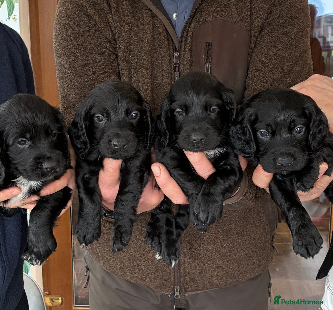 Cocker Spaniel dogs for sale: Stunning litter of Cocker Spaniel boys - Advert 1