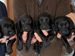 Cocker Spaniel dogs Stunning litter of Cocker Spaniel boys - Advert 11