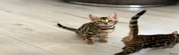Bengal cats for sale: Stunning full pedigree registered bengal kittens  - Advert 33