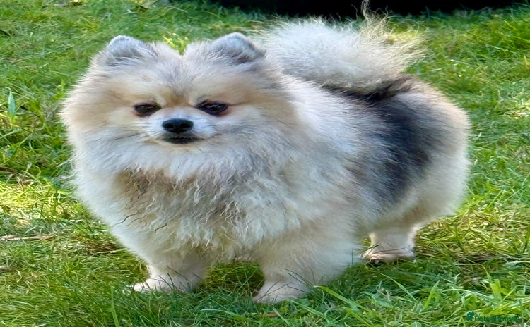 Pomeranian dogs - Advert 6