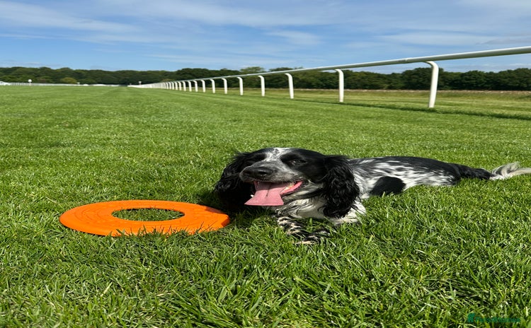English Springer Spaniel dogs - Advert 9
