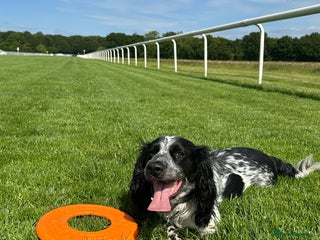 English Springer Spaniel dogs Male Springer Spaniel, Serious people only!!!!!! - Advert 17