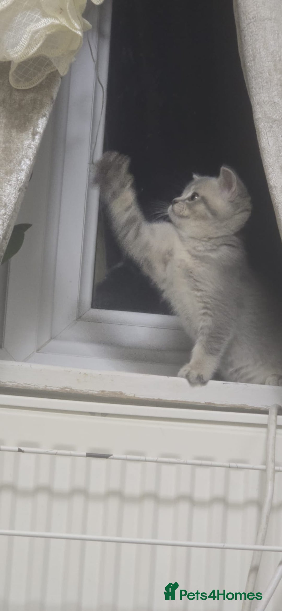 Scottish Fold cats for sale: Ready to leave cute kittens  - Image 9