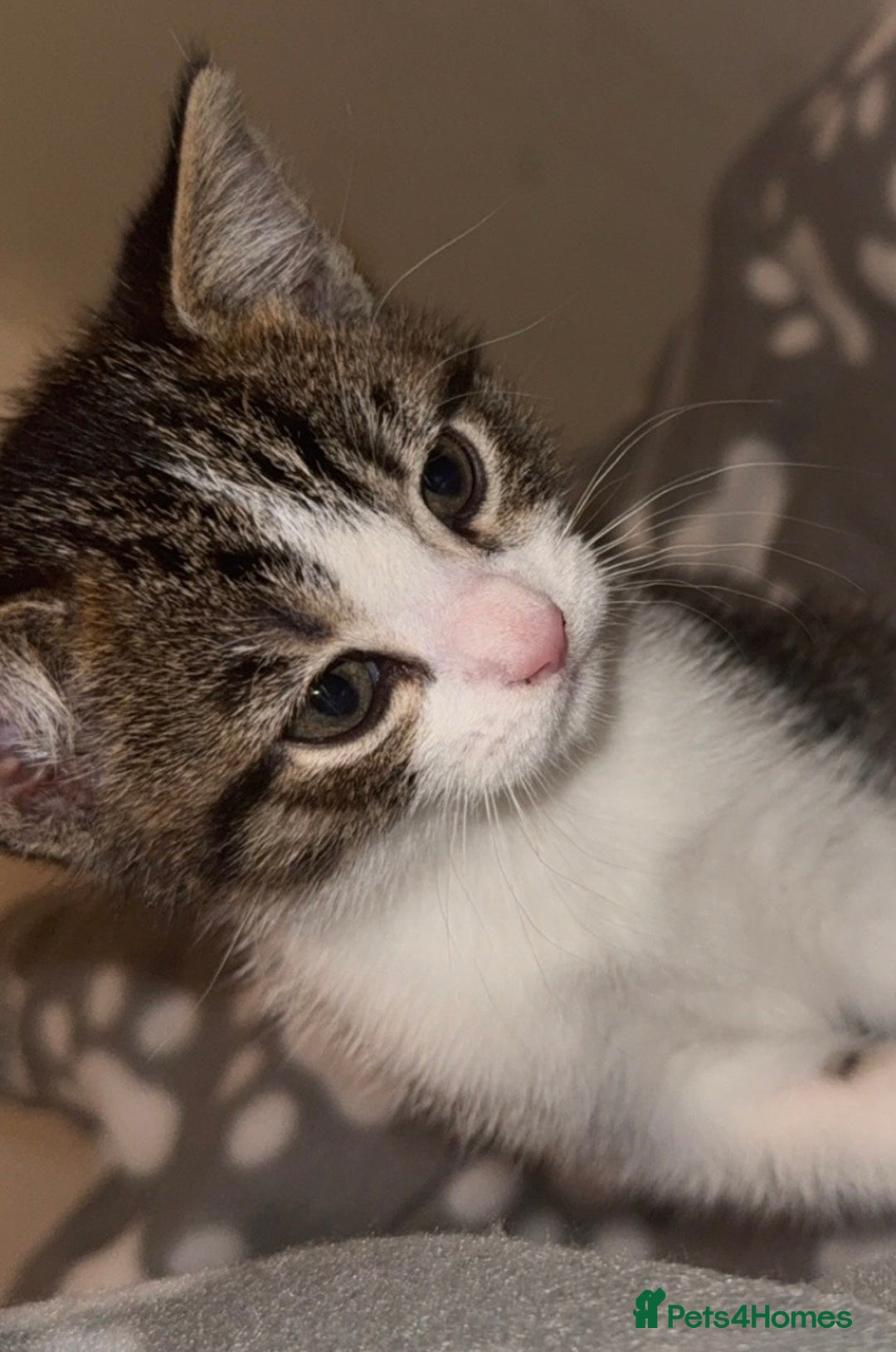 Mixed Breed cats for sale: beautiful kittens  - Advert 7