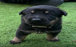 German Shepherd dogs for sale: German Shepherd's from DDR and Czech bloodlines.  - Image 24