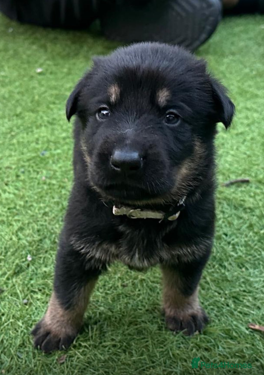 German Shepherd dogs for sale: German Shepherd's from DDR and Czech bloodlines.  - Image 24