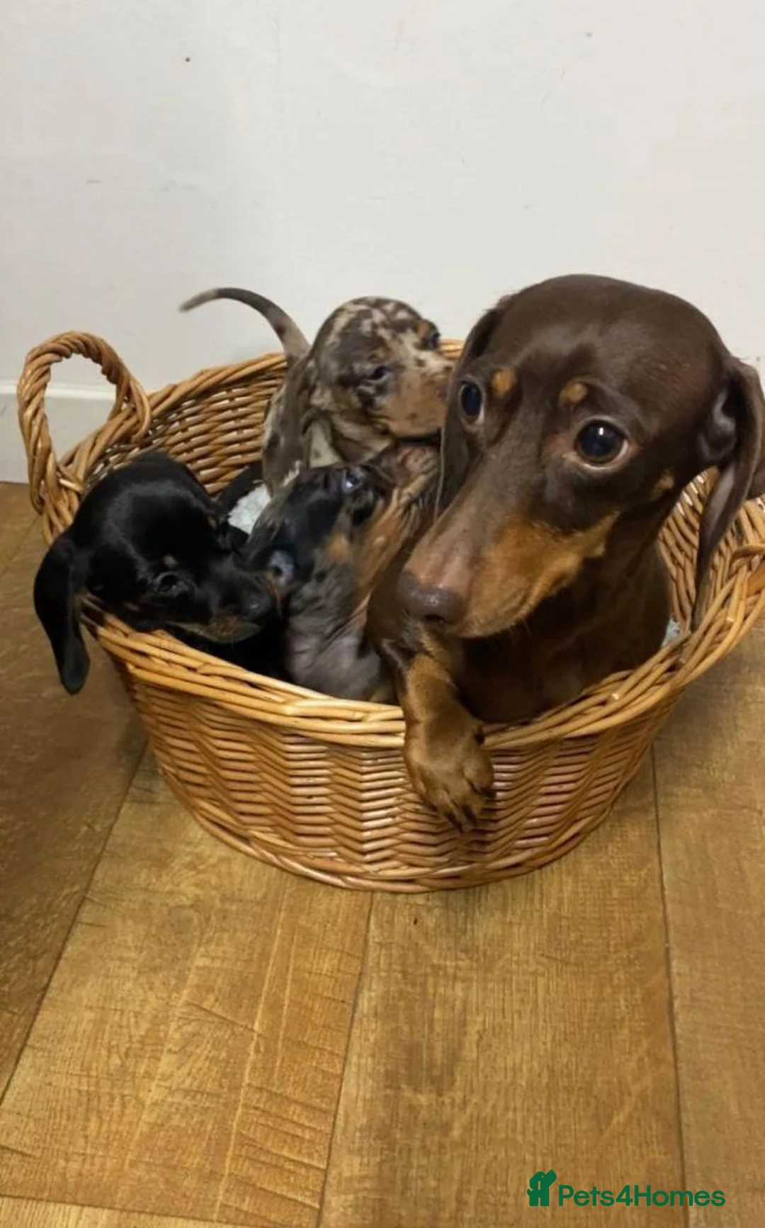 Miniature Dachshund dogs for sale: Adorable Miniature Dachshund Boys in Hull - Advert 2