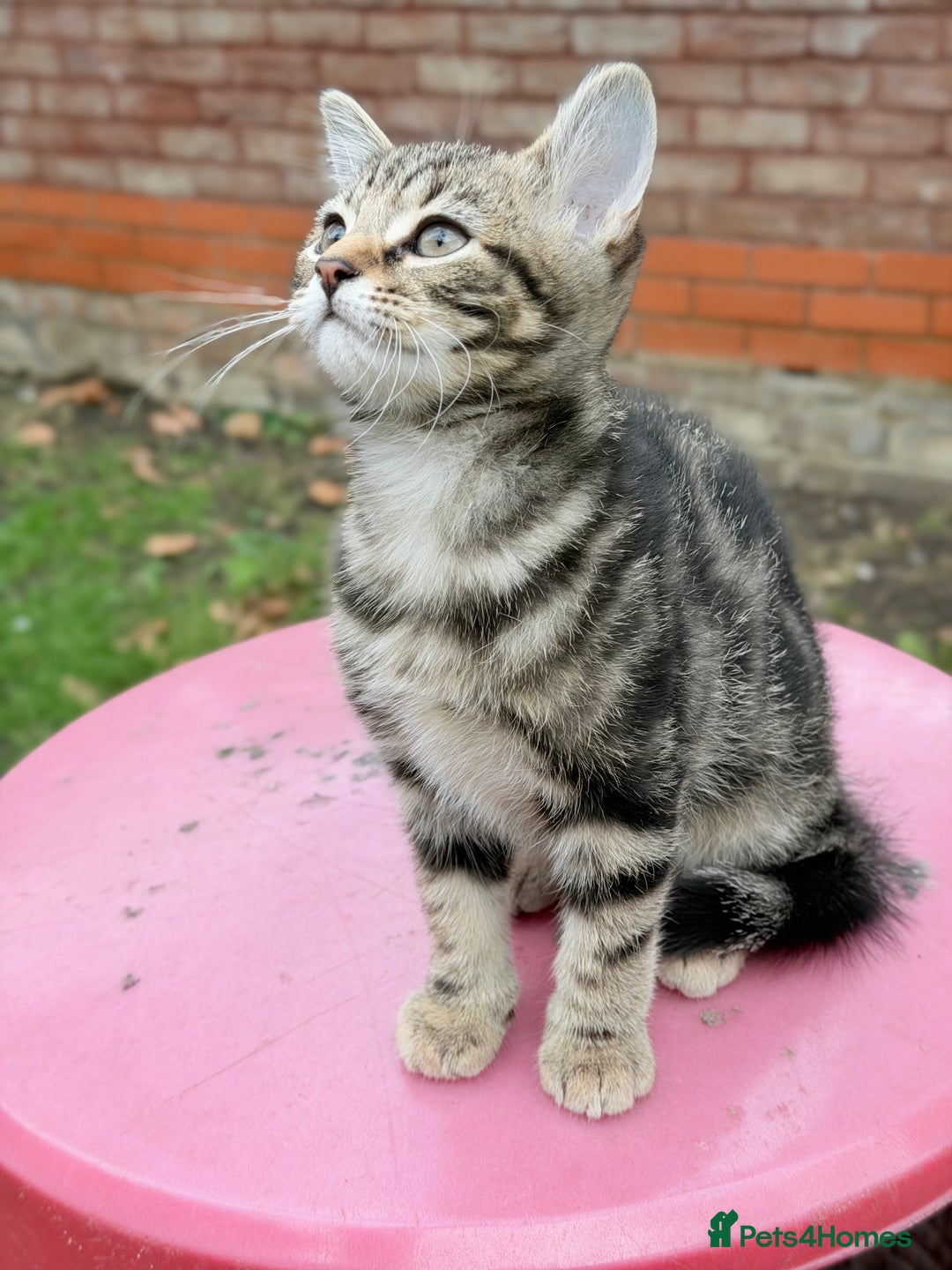 Norwegian Forest Cat cats for sale: Norwegian Forest Cat Mix kitten - Advert 2