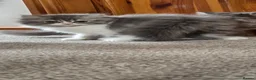 Persian cats for sale: 😸 Big persian kittens 😸  - Advert 5