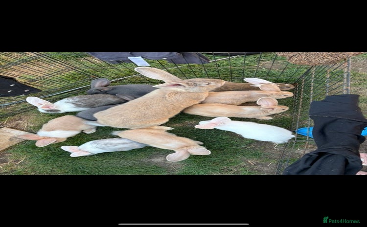 Continental Giant rabbits - Advert 1