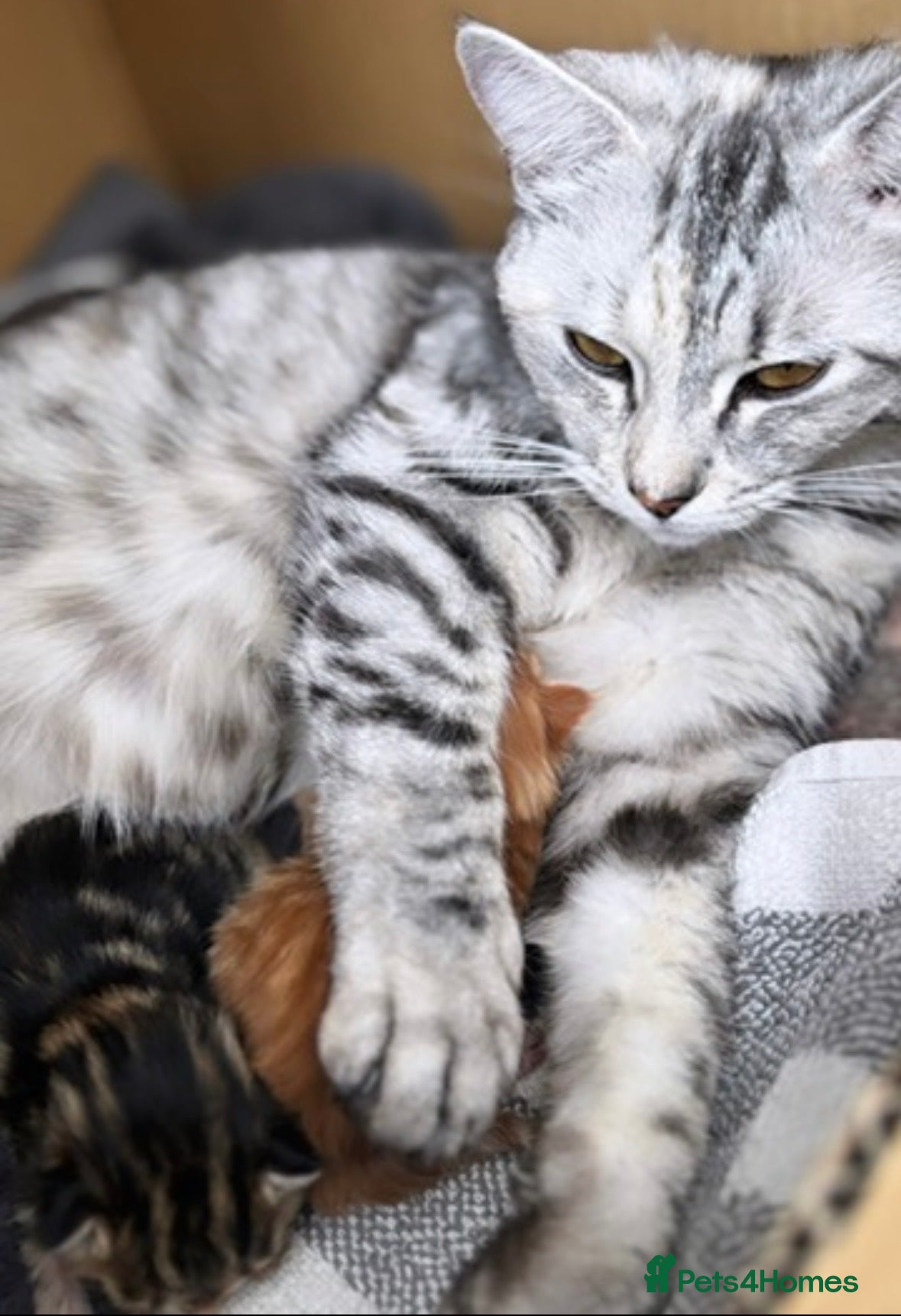 Mixed Breed cats Ragdoll x Siberian mix kittens  - Advert 3