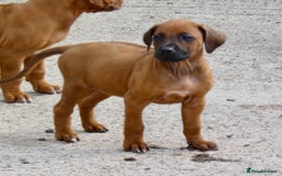 Rhodesian Ridgeback dogs for sale: Rhodesian Ridgeback Puppies KC reg - Image 22
