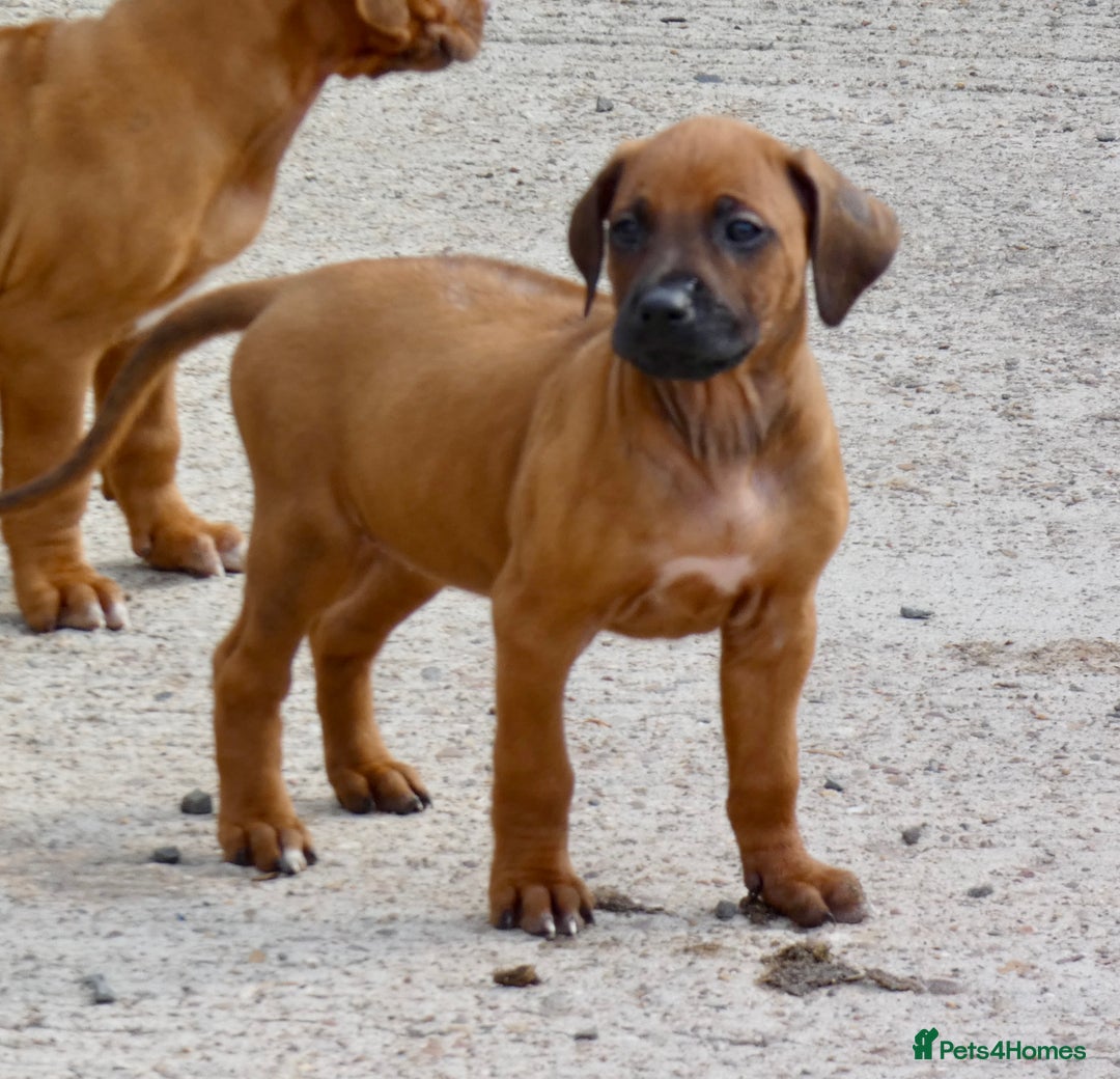 Rhodesian Ridgeback dogs for sale: Rhodesian Ridgeback Puppies KC reg - Image 22