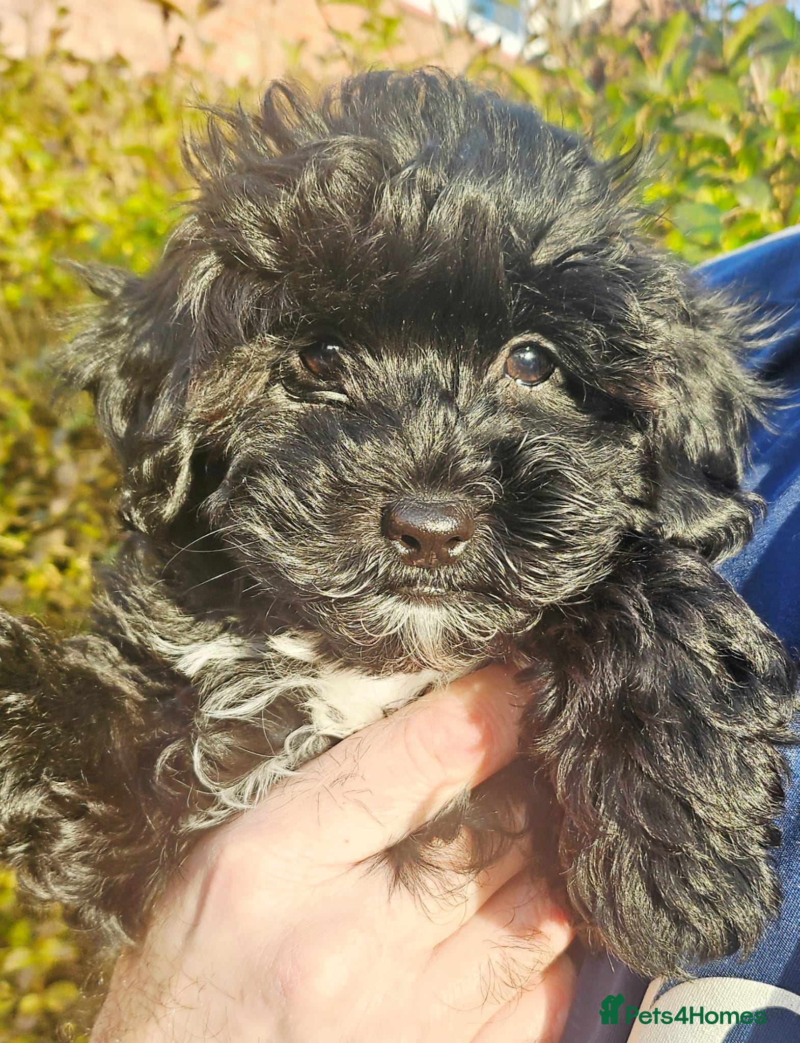 Shihpoo dogs Tiny⭐️⭐️ Shihpoo's ❤️ - Advert 1