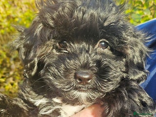 Shihpoo dogs Tiny⭐️⭐️ Shihpoo's ❤️ - Advert 6