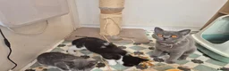 Mixed Breed cats for sale: 2 beautiful bsh kittens - Advert 1