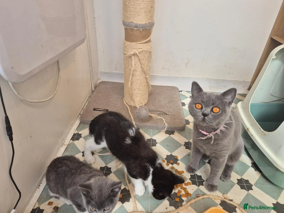 Mixed Breed cats for sale: 2 beautiful bsh kittens - Advert 1