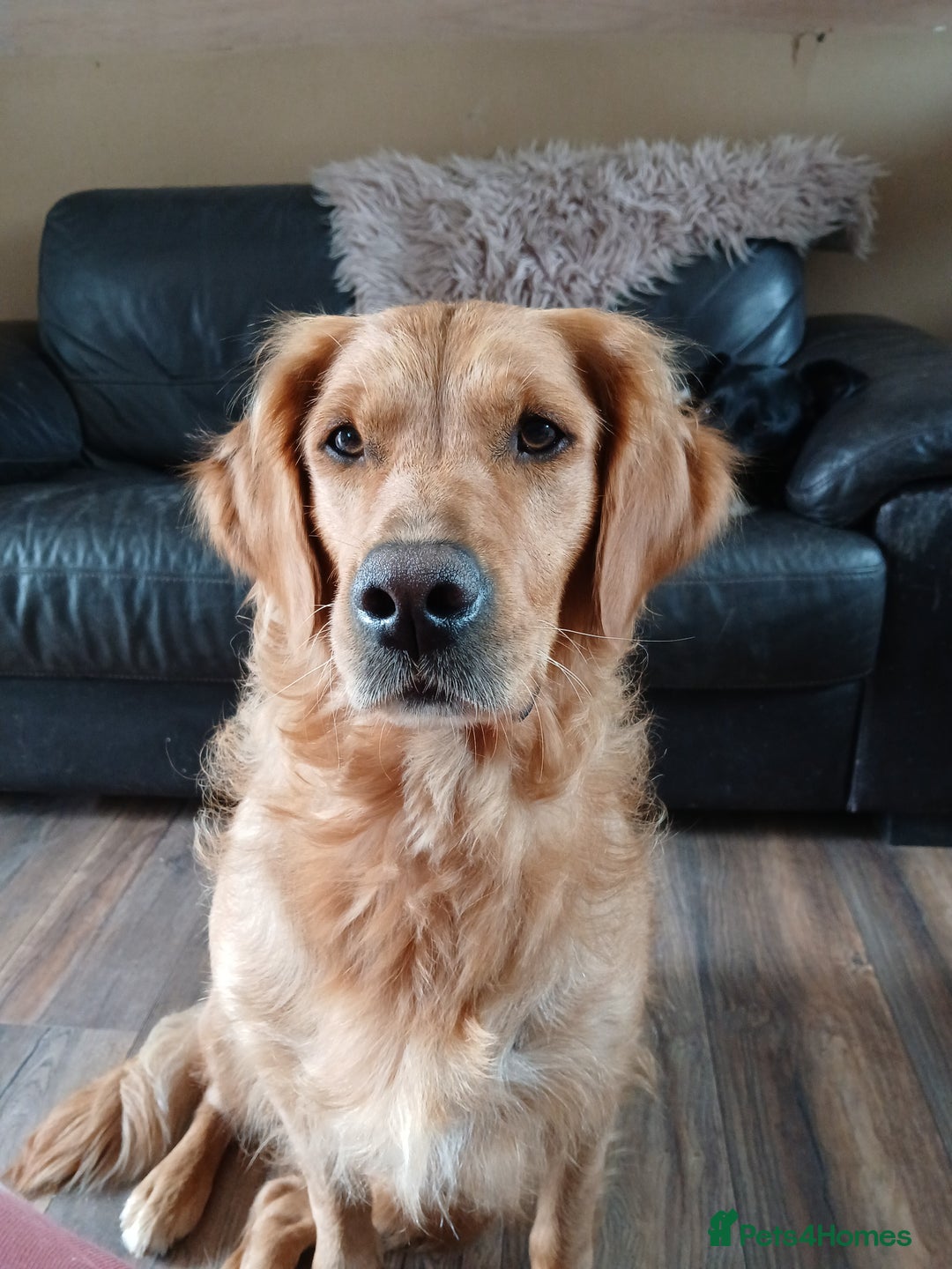 Golden Retriever dogs for sale: Golden retriever puppy - Image 7
