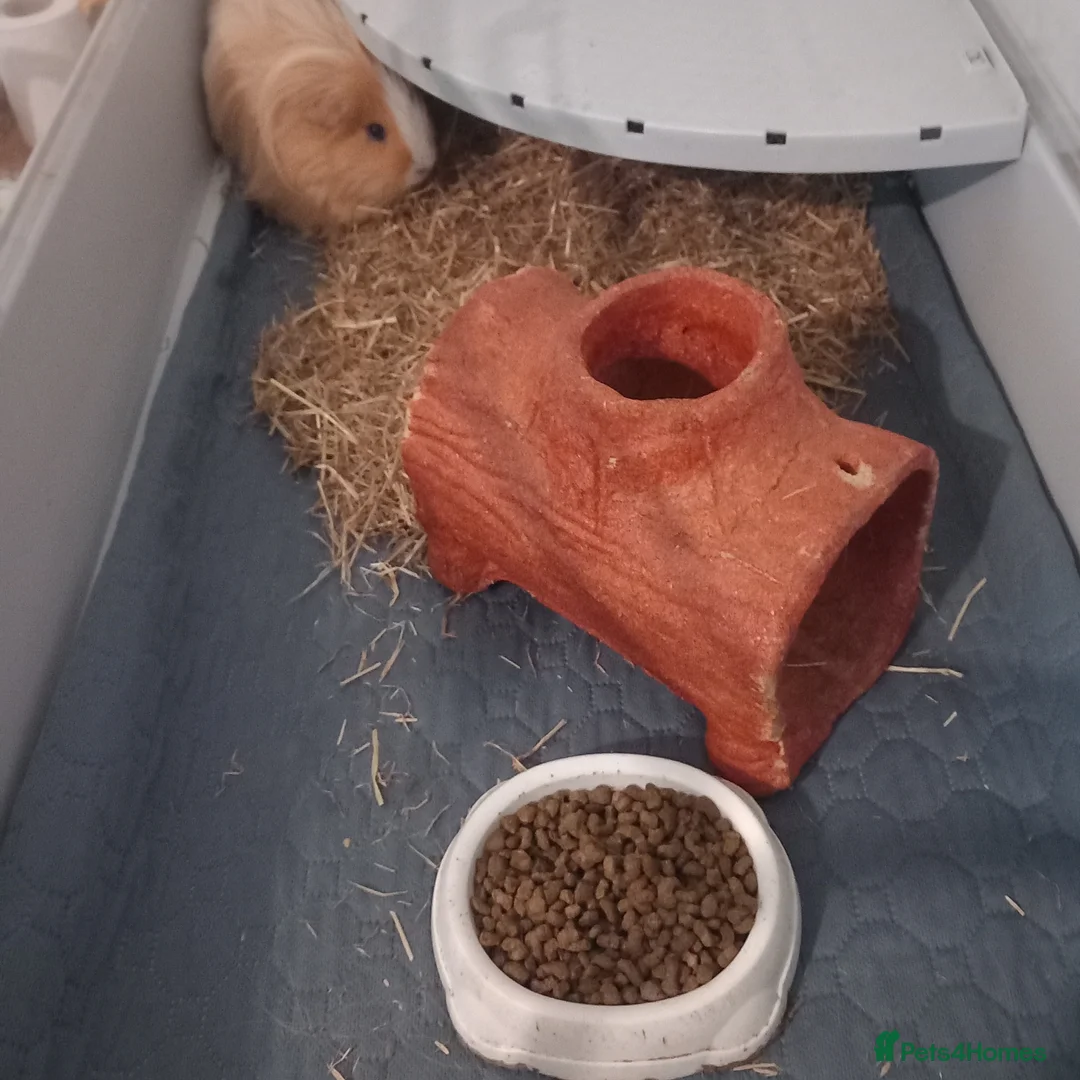 Guinea Pig rodents for sale: Male guinea pig  - Advert 2