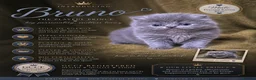 Persian cats for sale: Beautiful GCCF Registered Persian Kittens  - Advert 9