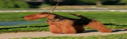 Welsh Terrier dogs for sale: Outstanding Litter of Champion Line Welsh Terriers - Advert 8