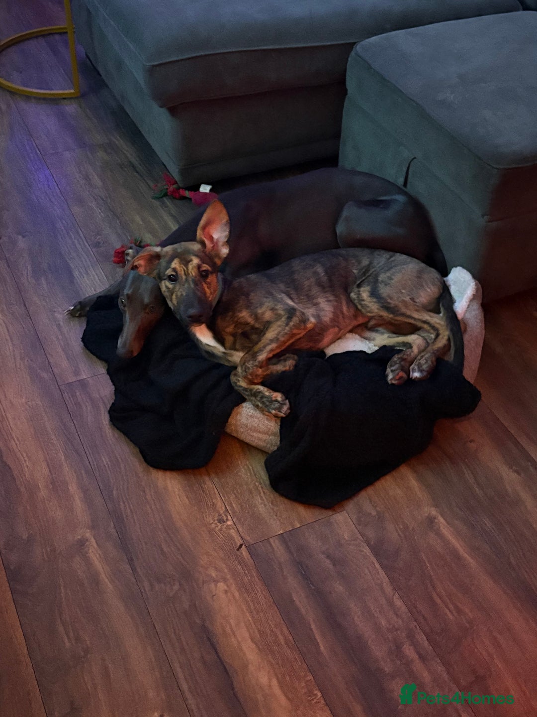 Mixed Breed dogs for sale: Meet Doobie - Advert 5