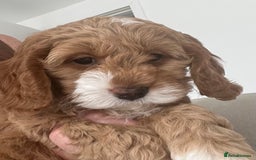 Cockapoo dogs for sale: American cockapoos  - Image 22
