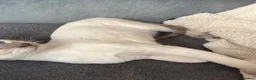 Siamese cats for sale:  Gccf registered Siamese’s  - Advert 5