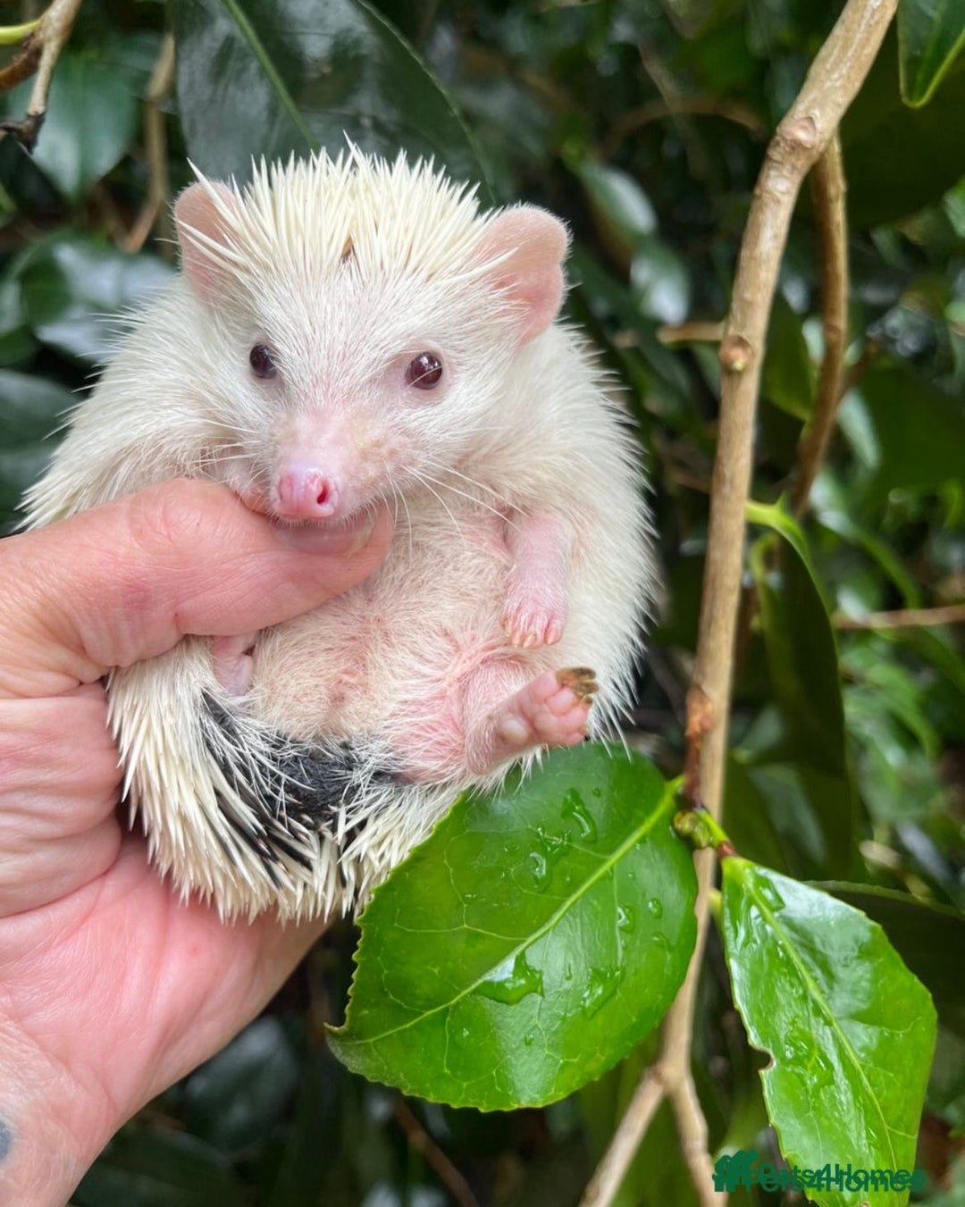 Pygmy Hedgehog rodents for sale: Stunning super friendly hoglets ready now!  - Image 17