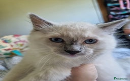 Ragdoll cats for sale: Beautiful Fluffy Ragdoll Kittens 💕🐱 - Image 4