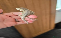 Bearded Dragon reptiles for sale: Baby bearded dragons - Image 5