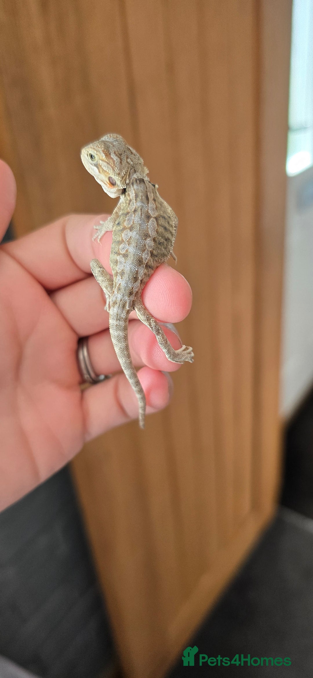 Bearded Dragon reptiles for sale: Baby bearded dragons - Image 5