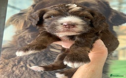 Bernedoodle dogs for sale: Standard Size Bernedoodle  - Image 18