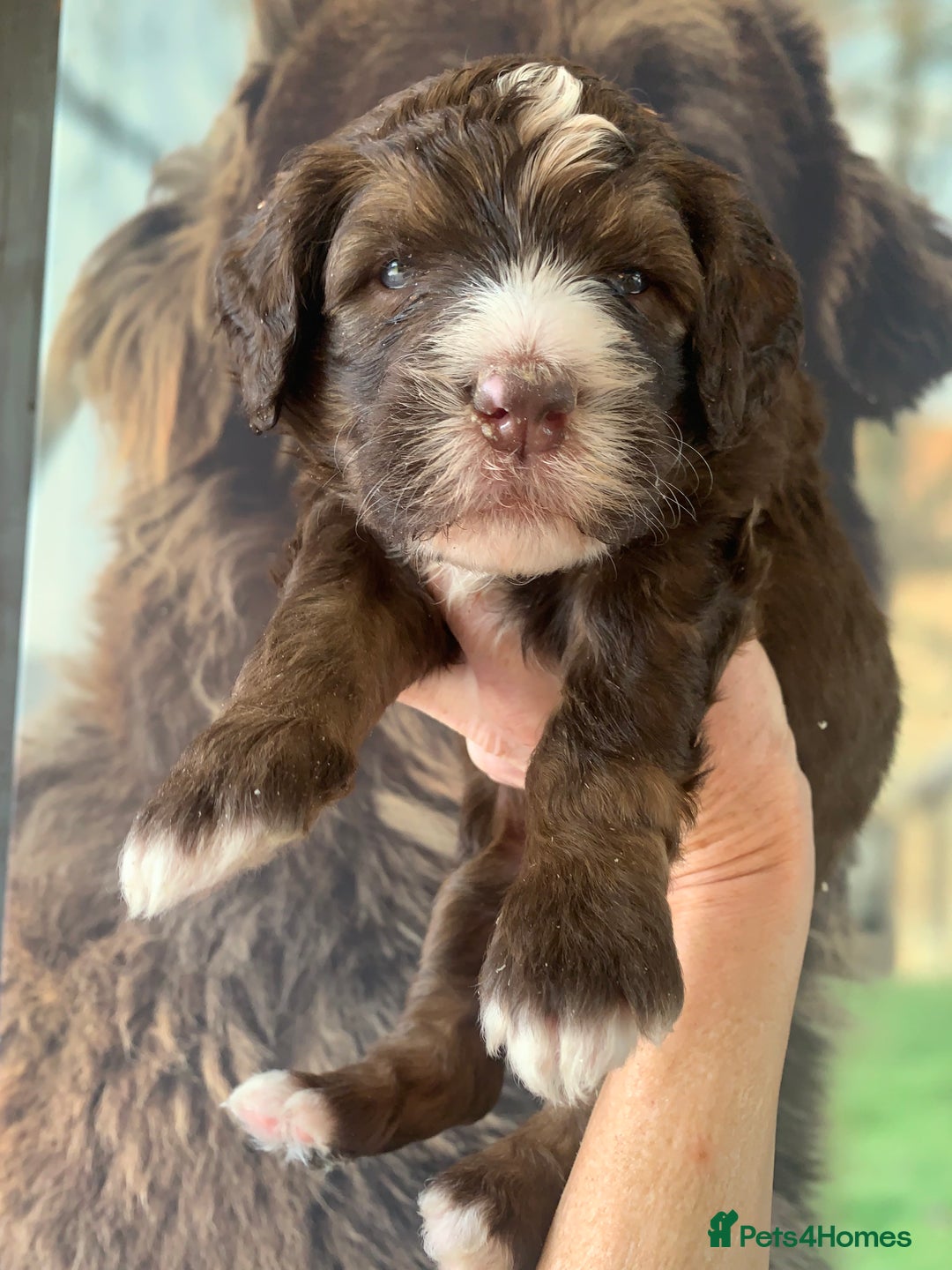 Bernedoodle dogs for sale: Standard Size Bernedoodle  - Image 18