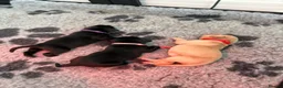 Labrador Retriever dogs for sale: Beautiful KC Registered Labrador Puppies - Advert 7
