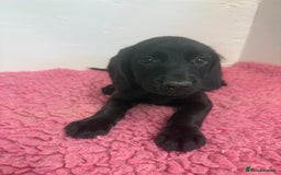Cockerdor dogs for sale: Gorgeous Cockador Girls - Image 17