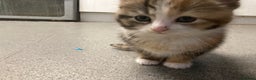 American Shorthair cats for sale: Stunning 8 week old girl American shorthair kitten - Advert 5