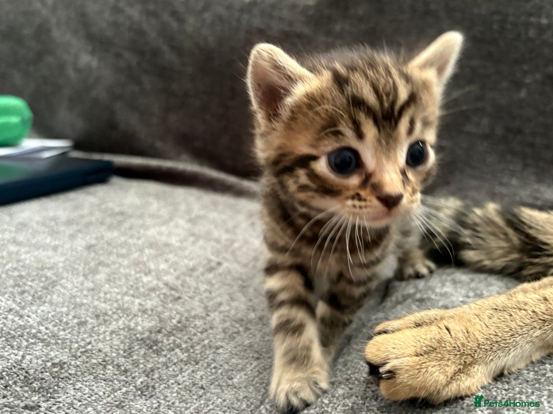 Bengal cats for sale: Russian Blue Bengal Kittens - Image 26